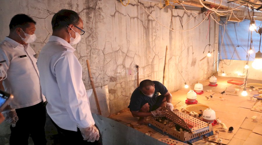 Siap Mandiri Setelah Bebas, Warga Binaan Lapas Cibinong Belajar Cara Beternak Ayam