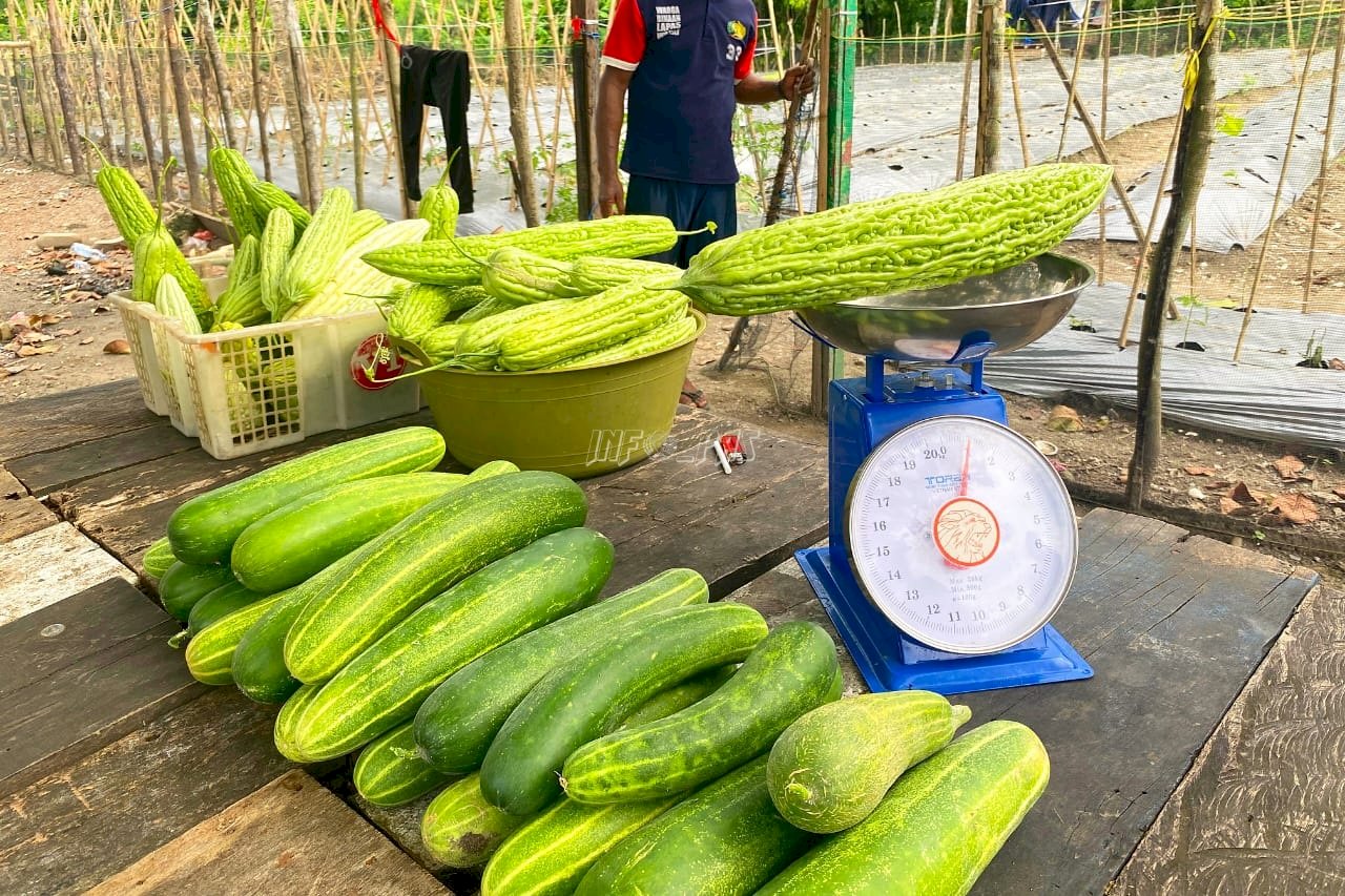 Berkah Panen, Warga Binaan Lapas Wahai Nikmati Hasil Usahatani