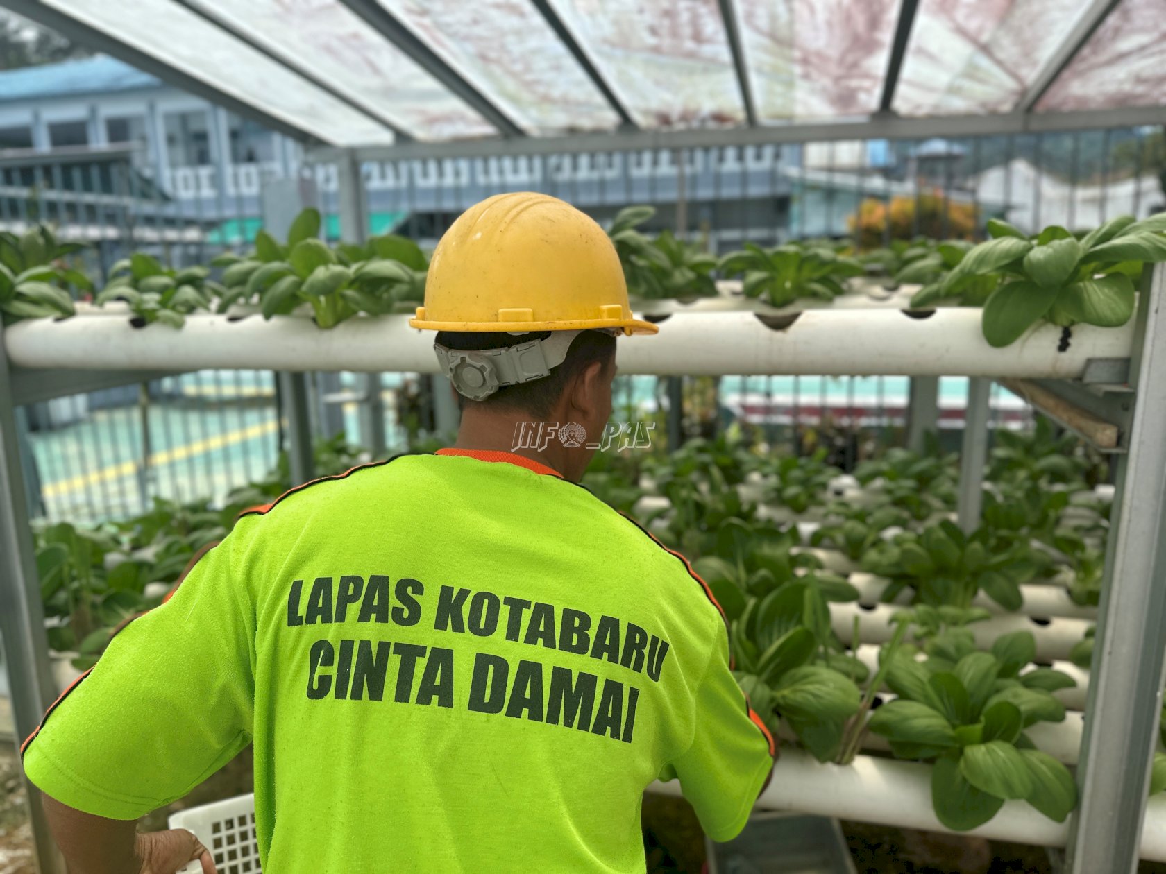 Panen Rutin Sayuran Pakcoy, Lapas Kotabaru Konsisten Wujudkan Pembinaan Kemandirian