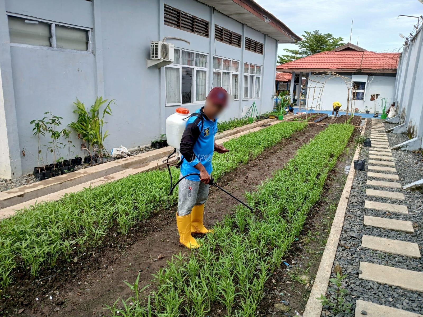 Rutan Marabahan Rawat Kebun Sayur, Warga Binaan Belajar Mandiri Lewat Agrikultur
