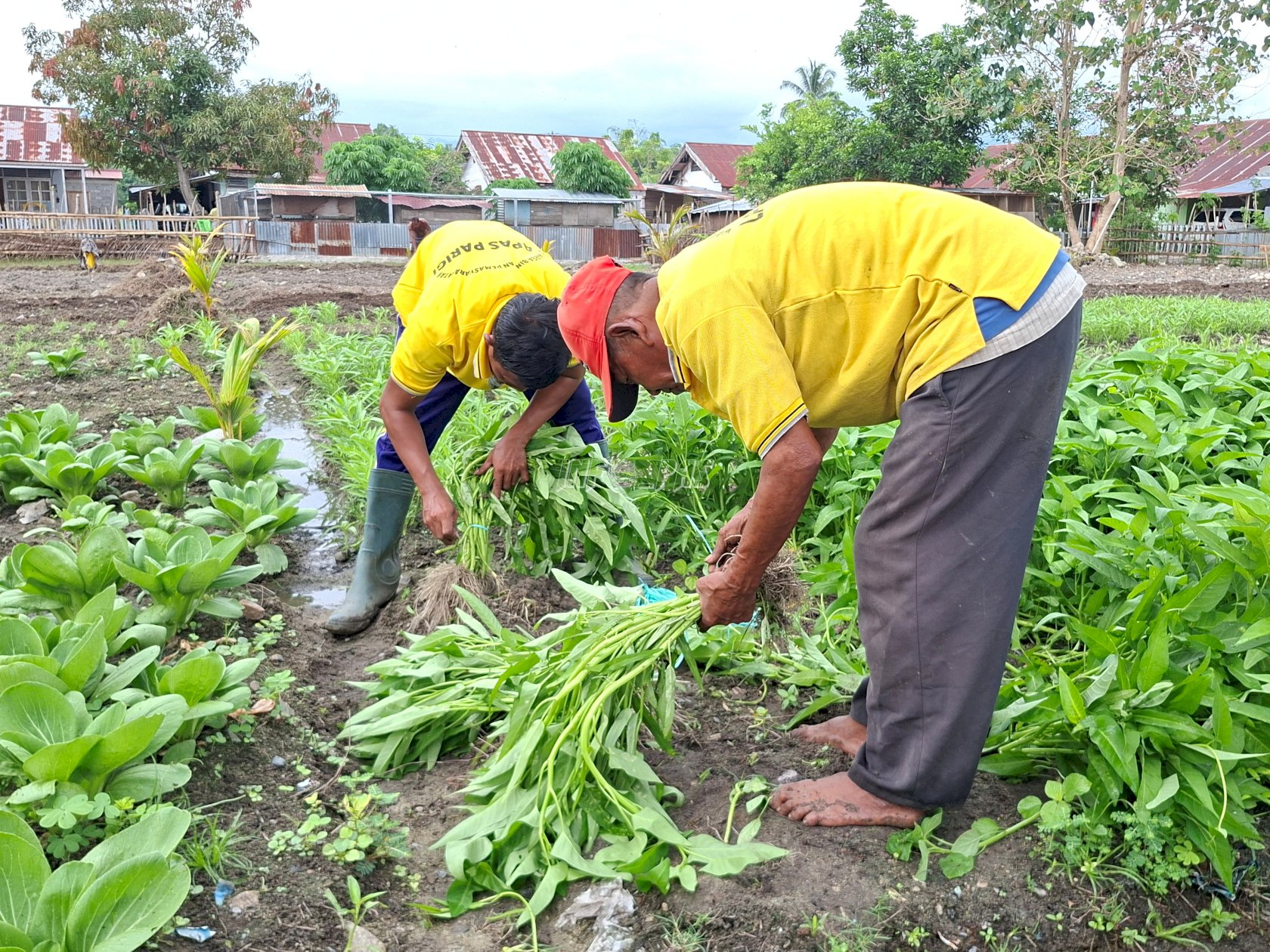 Lapas Parigi Panen Pakcoy dan Kangkung, Dukung Swasembada Pangan Nasional