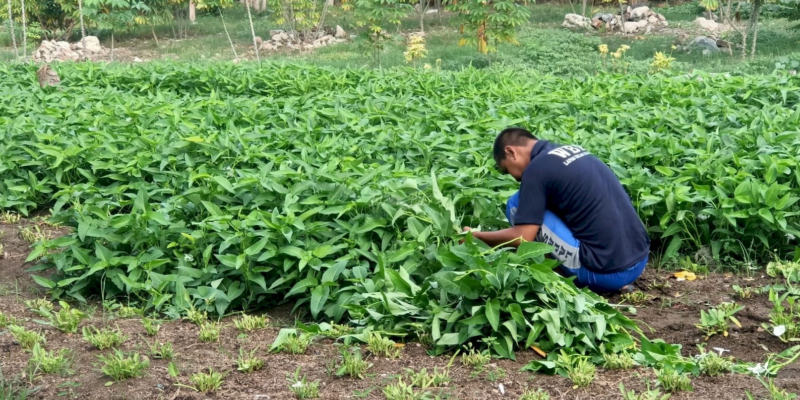 SAE Lapas Palu Hasilkan Jagung dan Kangkung untuk Ketahanan Pangan