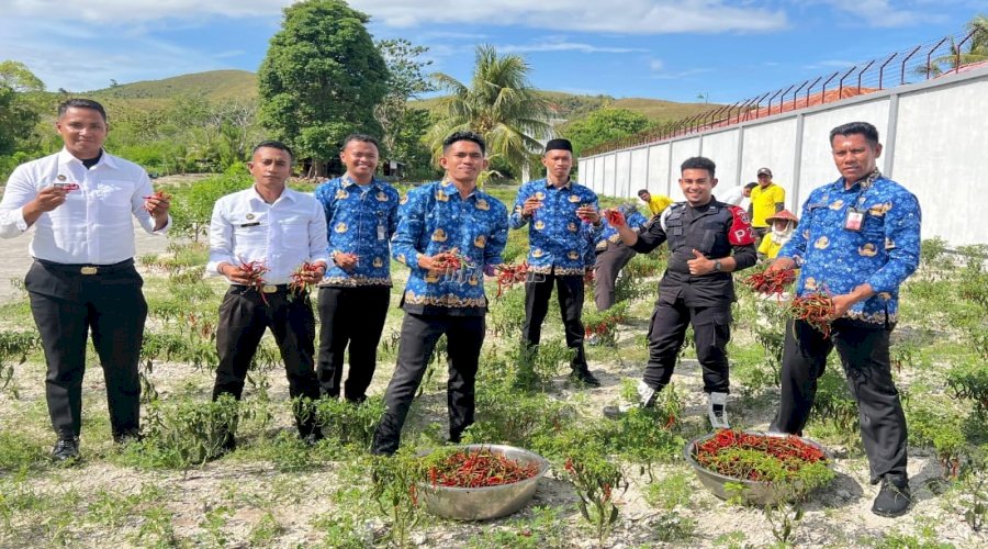 Dukung Ketahanan Pangan Nasional, Lapas Namlea Panen Cabai dan Timun
