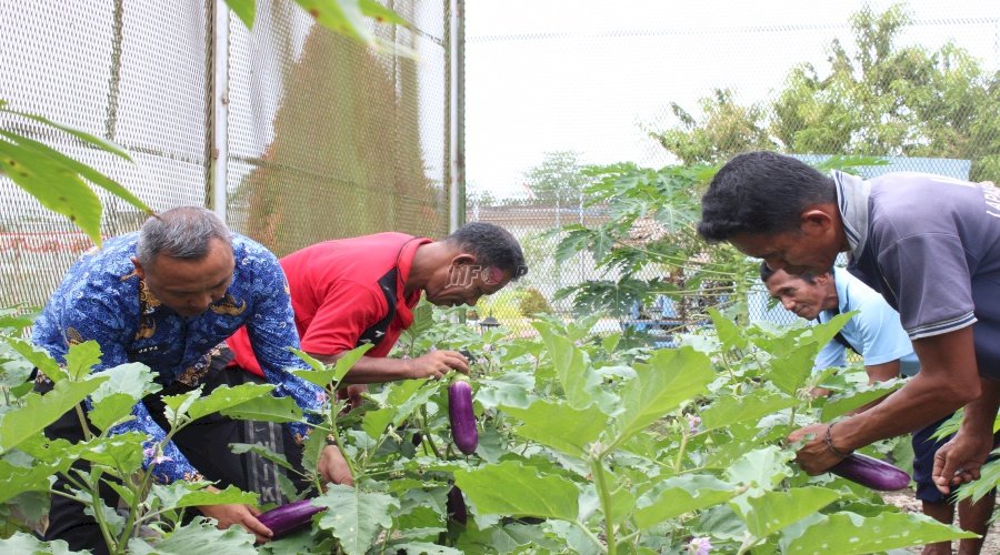 Panen di Dua Lokasi Berbeda, Lapas Piru Wujudkan Pembinaan Produktif bagi Warga Binaan