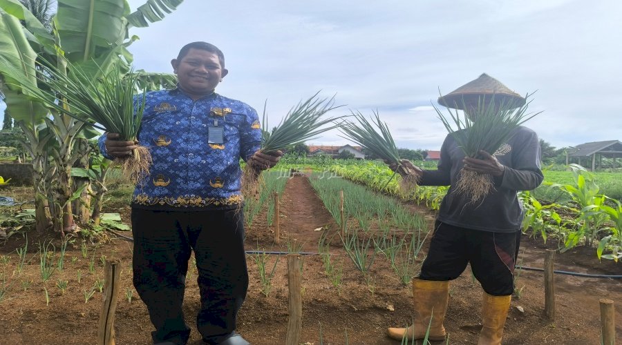 Panen Perdana Daun Bawang, Rutan Pelaihari Optimalkan Lahan SAE untuk Ketahanan Pangan