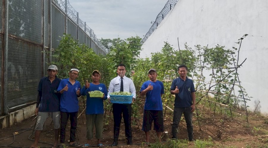 Dukung Program Ketahanan Pangan, Lapas Banjarbaru Panen 15 Kg Buncis 
