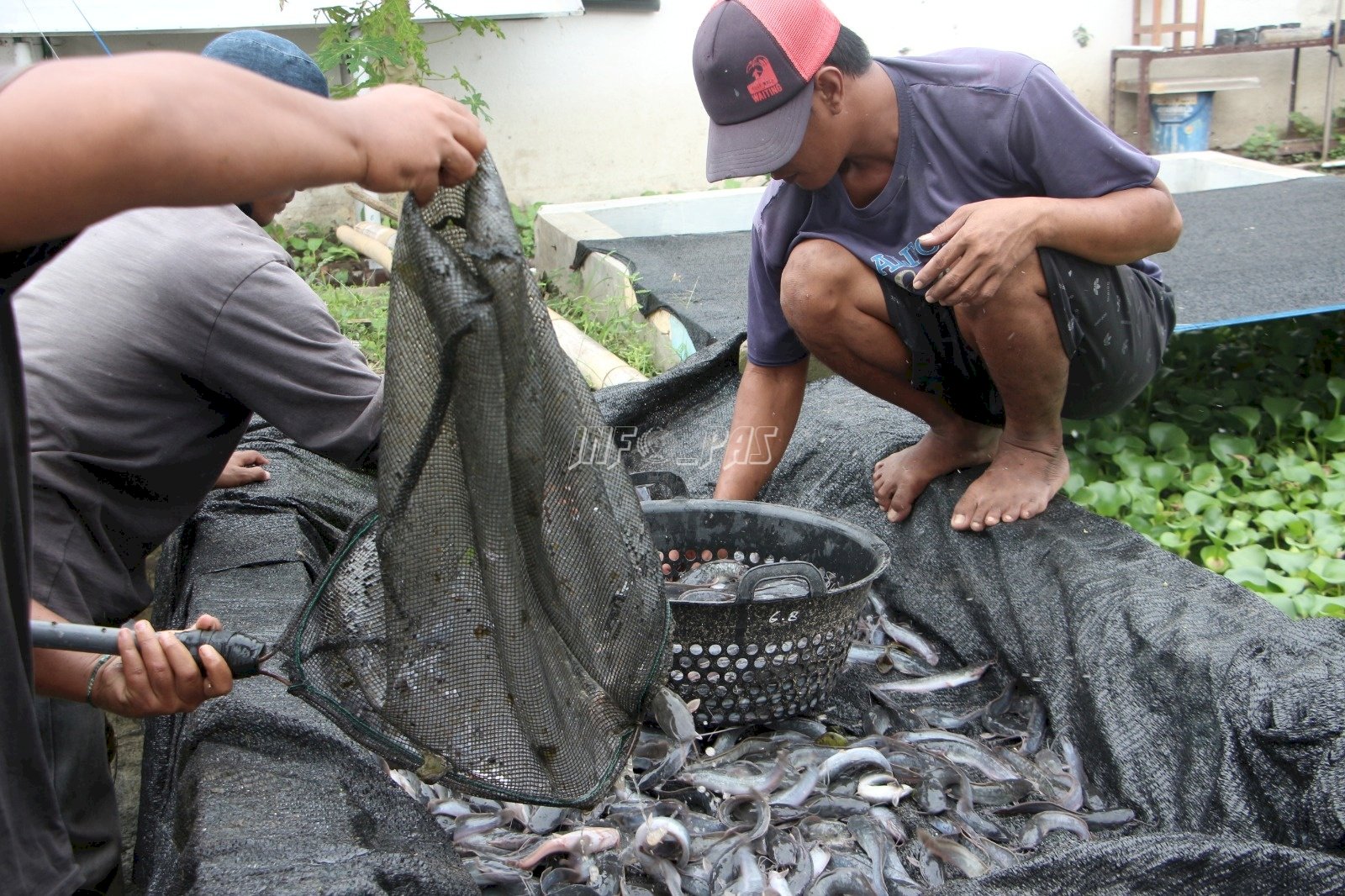 Panen Ribuan Ekor Lele, Warga Binaan Lapas Madiun Tuai Hasil Kerja Keras