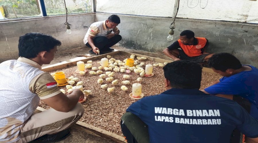Dukung Ketahanan Pangan, Lapas Banjarbaru Tebar 100 Bibit Ayam 