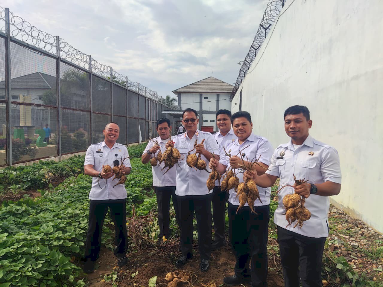 Lapas Banjarbaru Panen 100 Kg Ubi Jalar, Dorong Pembinaan dan Ketahanan Pangan