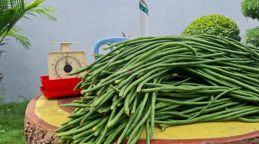 Panen Ke-6, Rutan Kebumen Hasilkan 10 Kg Kacang Panjang