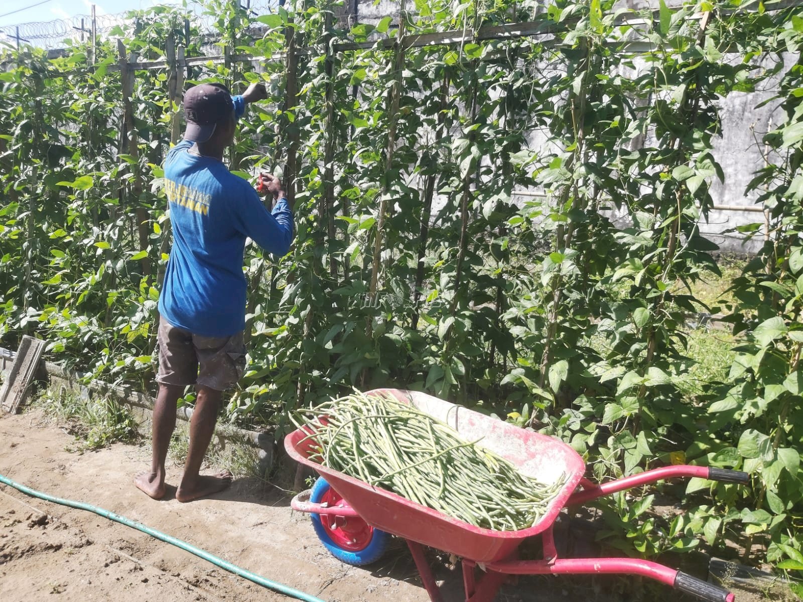 Panen Kacang Panjang di Lapas Ambon, Perkuat Ketahanan Pangan dan Kemandirian Warga Binaan