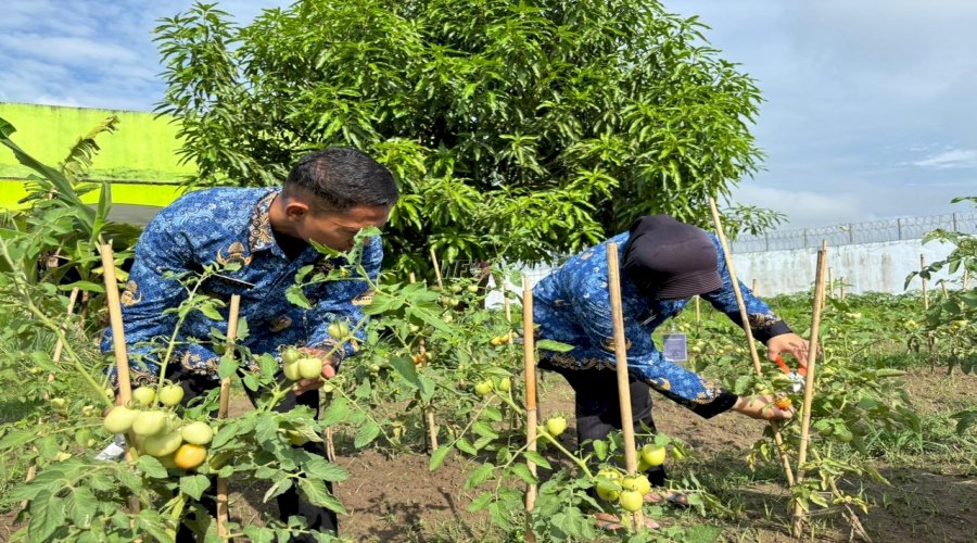 Panen Perdana Tomat di Lapas Perempuan Gorontalo Capai 15 Kg