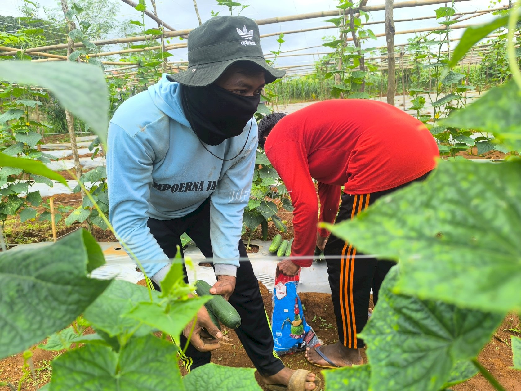 Rutan Pelaihari Panen 10 Kg Timun Hasil Perkebunan Warga Binaan