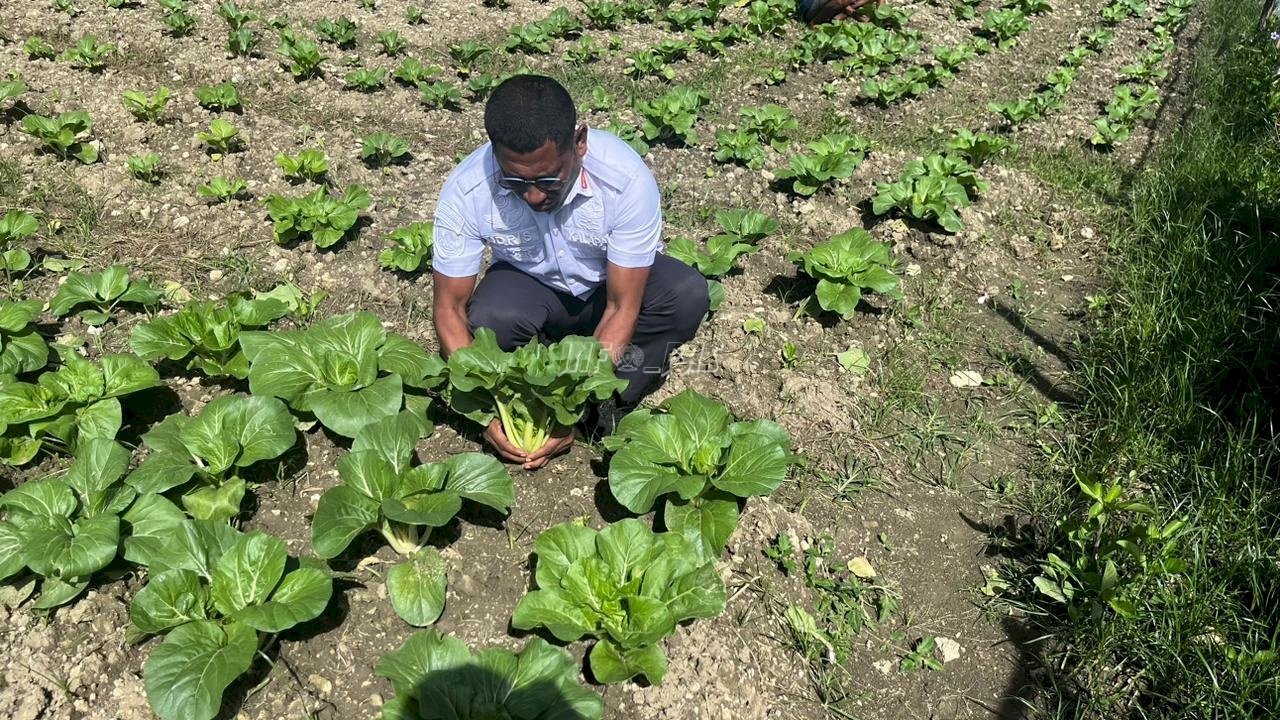 Panen, Program Pembinaan Rutan Masohi Hasilkan 25 Ikat Sawi Segar