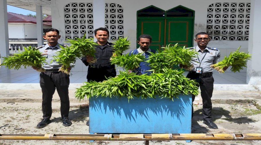 Lapas Geser Panen Kangkung Hidroponik Tahap Kedua, Hasilkan 60 Ikat Sayuran Segar