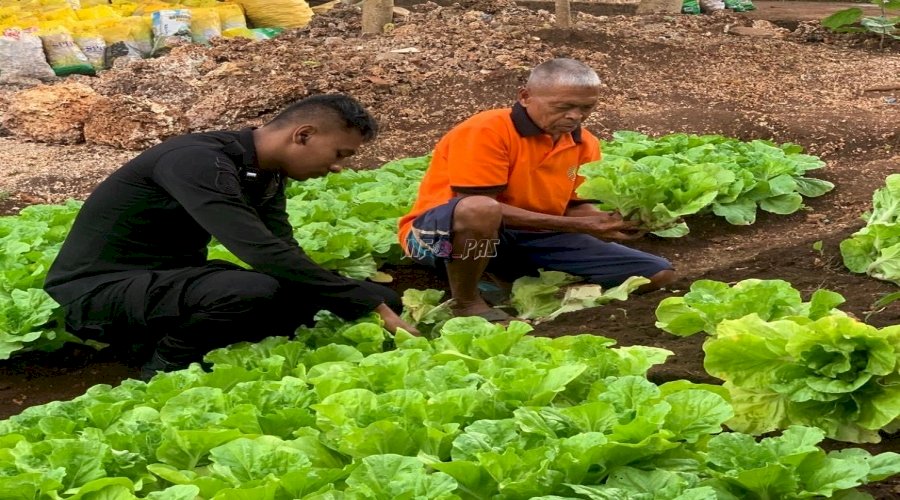 Panen 15 Kg Sayur Sawi, Lapas Saumlaki Mantapkan Komitmen Ketahanan Pangan