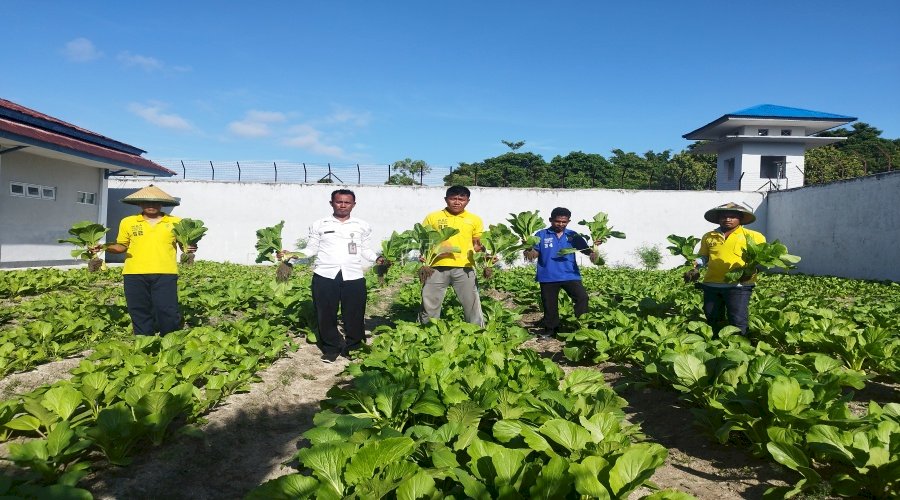 Kembali Buktikan Keberhasilan Program Ketahanan Pangan, Lapas Namlea Panen 50 Ikat Sawi