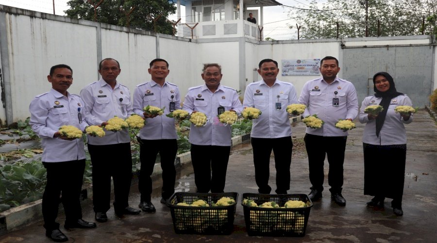 Panen Kembang Kol Jadi Bukti Nyata Kemandirian Warga Binaan di Lapas Tanjung