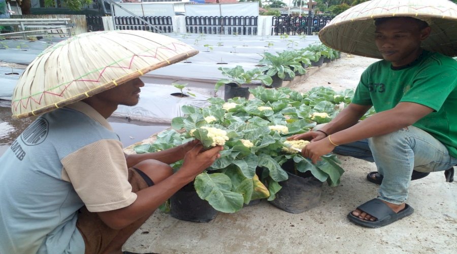 Warga Binaan Panen Kembang Kol, Bukti Pembinaan Produktif di Lapas Banjarmasin