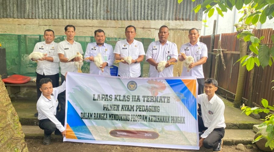 Dukung Ketahanan Pangan, Lapas Ternate Panen 100 Ekor Ayam dari Program Pembinaan