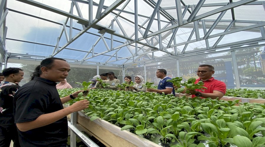 Klien Bapas Jambi Panen 1.000 Lubang Tanam Sawi Pakcoy Hidroponik Sistem DWC