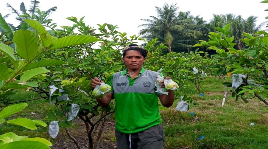 Warga Binaan Lapas Palu Panen 35 Kg Jambu Kristal di Lahan SAE Desa Langaleso