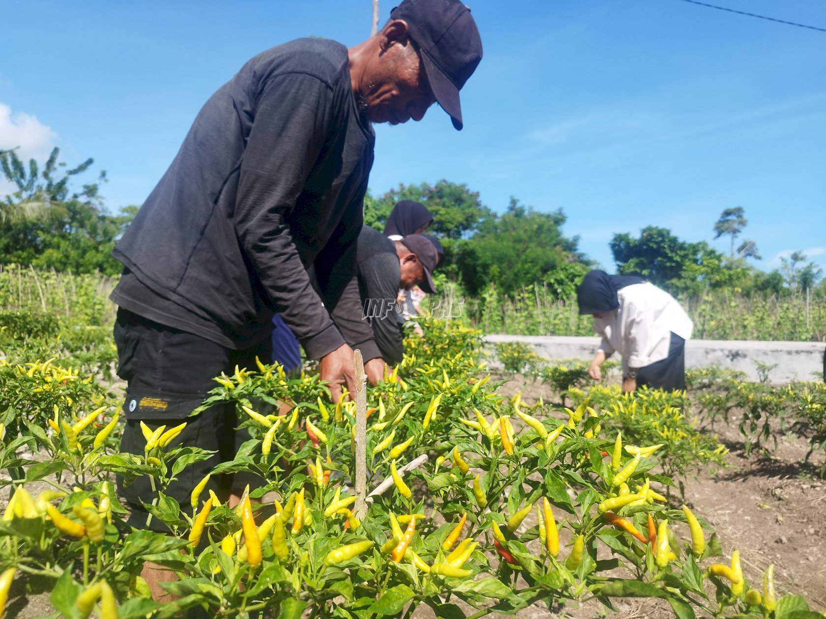 Lagi, Hasil Panen Cabai Lapas Namlea Diorder Pedagang Sayur Lokal