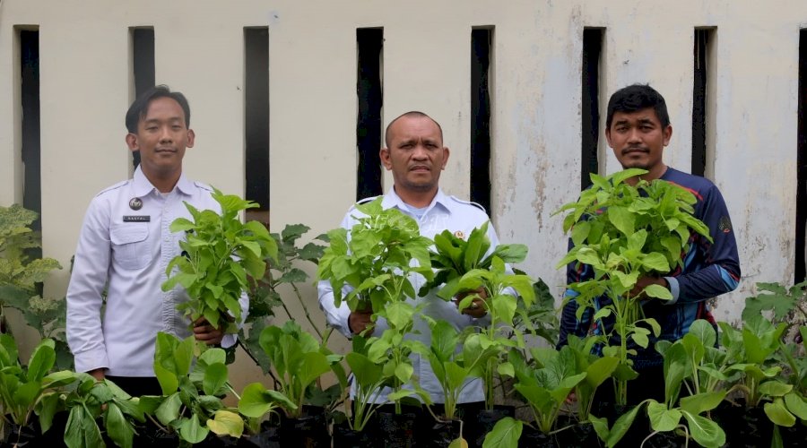 Optimalisasi Lahan Terbatas, Rutan Rantau Hasilkan Panen Sayur Segar