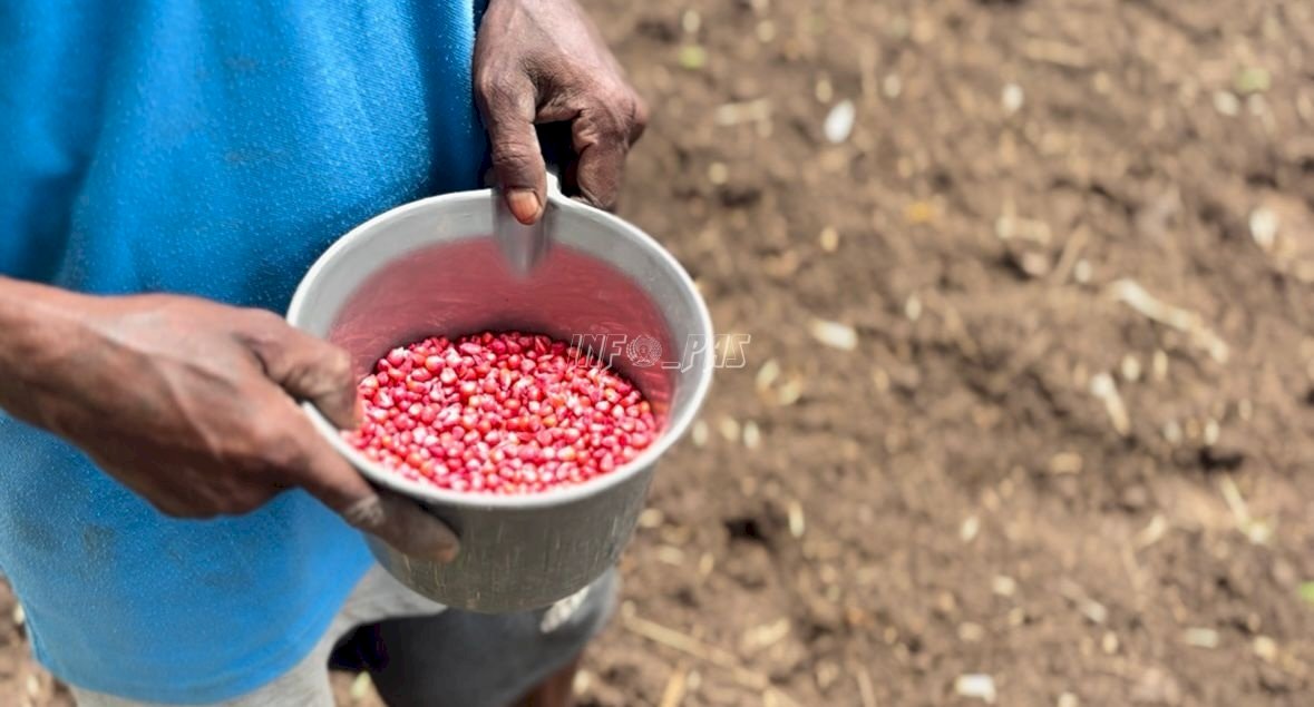 Warga Binaan Lapas Atambua Tanam Jagung Hibrida Lahan Seluas 1 Hektare