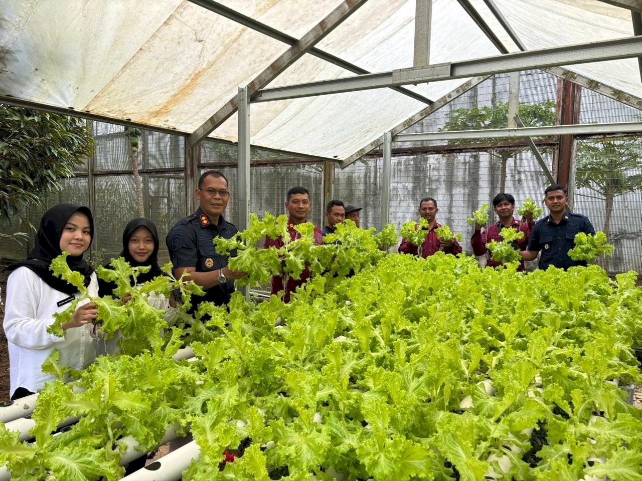 Panen 30 Kg Selada, Warga Binaan Lapas Banjarbaru Sukses Kembangkan Hidroponik