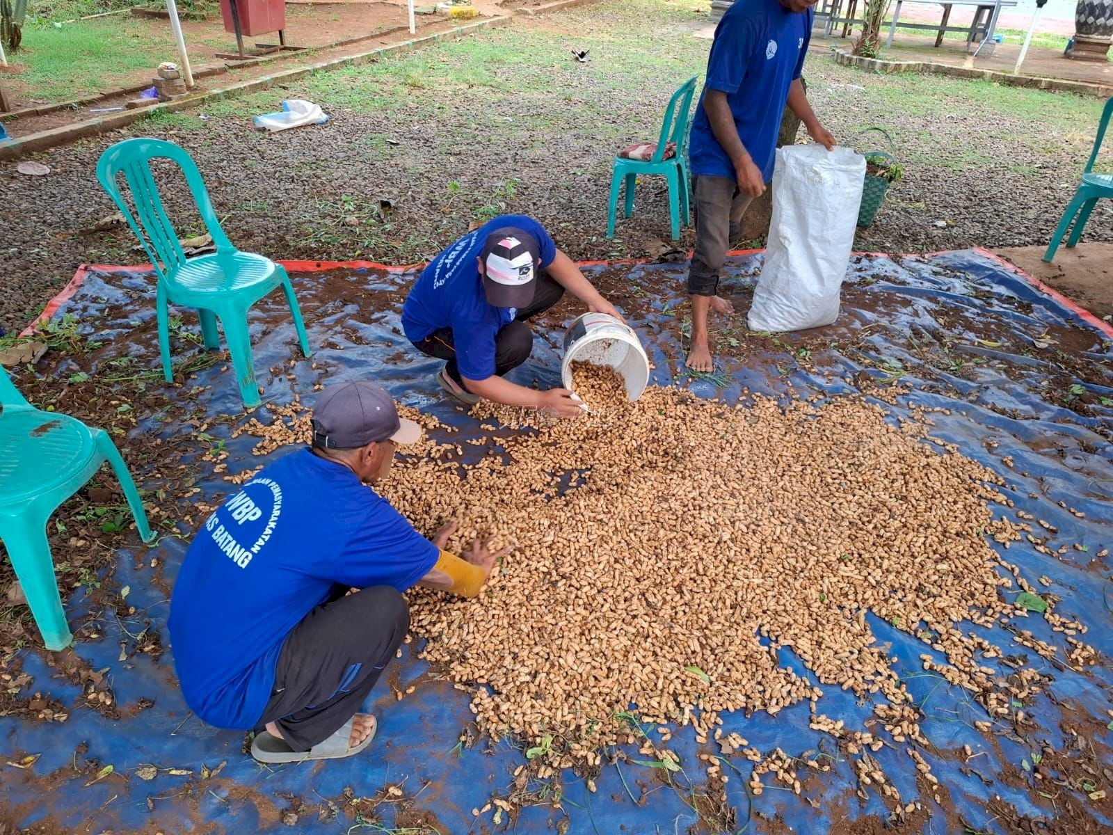 Panen 60 Kg Kacang Tanah di SAE, Warga Binaan Lapas Batang Siap Mandiri