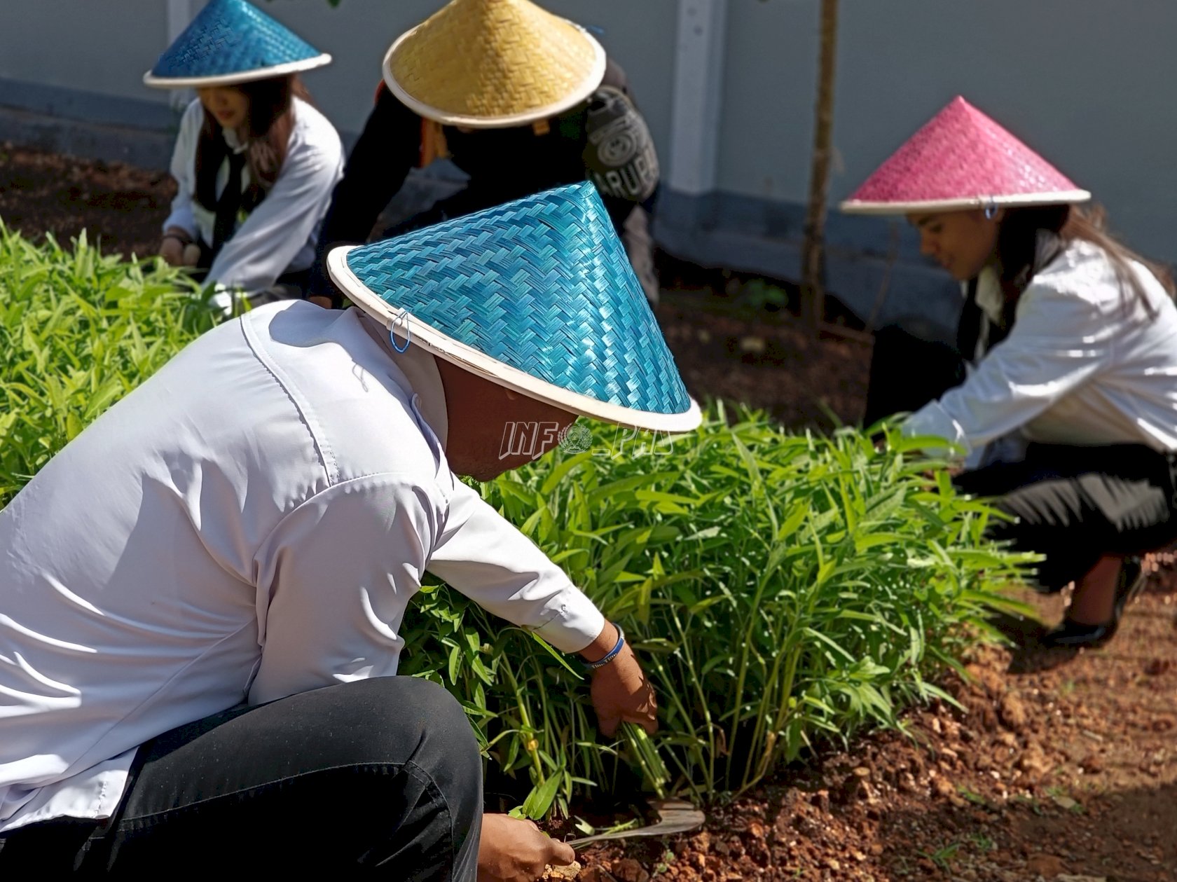 Dari Lahan Kosong ke Kebun Produktif, Rutan SoE Panen 24 Kg Kangkung