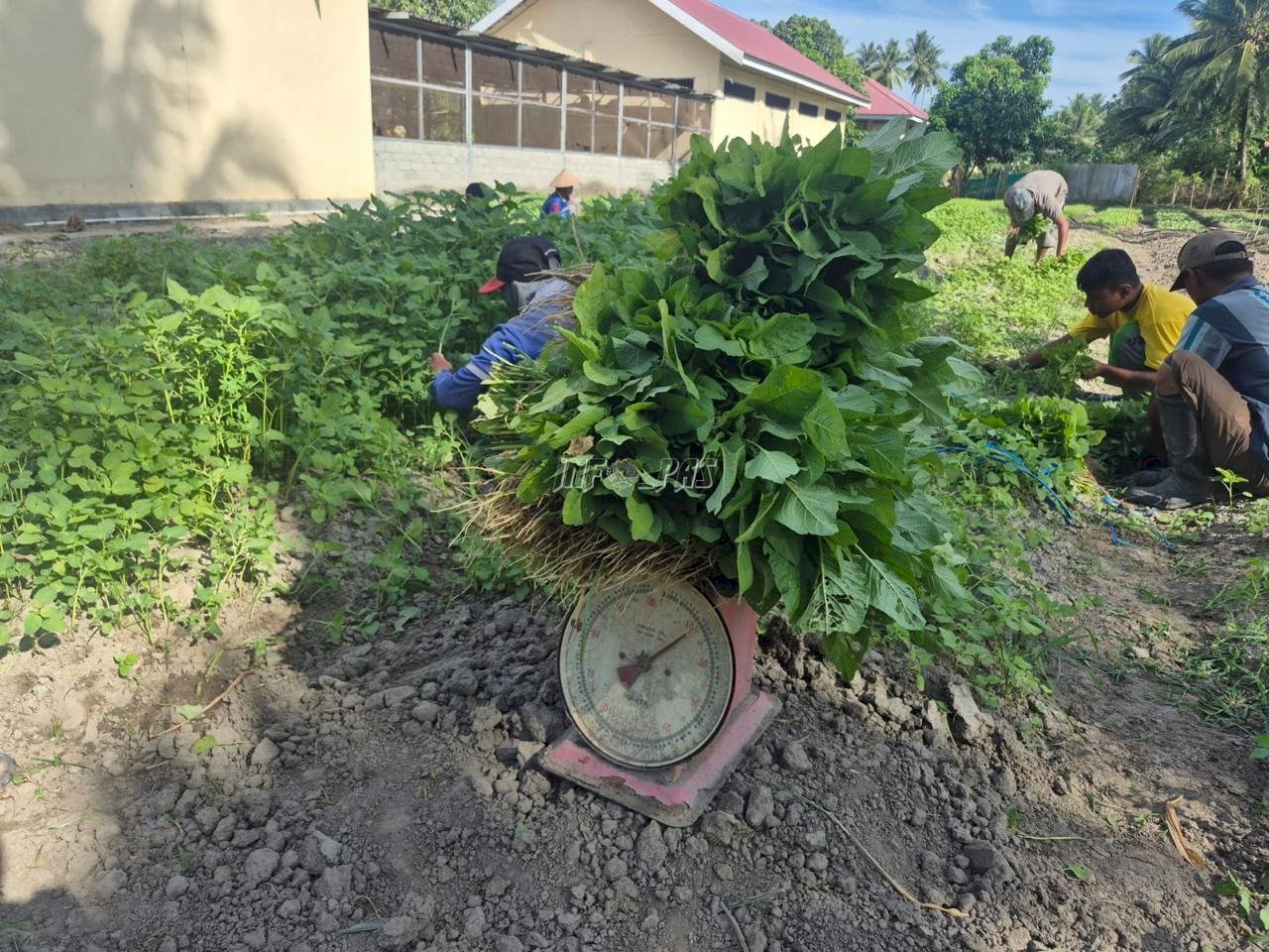 Panen 30 Kg Bayam, Warga Binaan Lapas Palu Perkuat Program Pertanian Berkelanjutan
