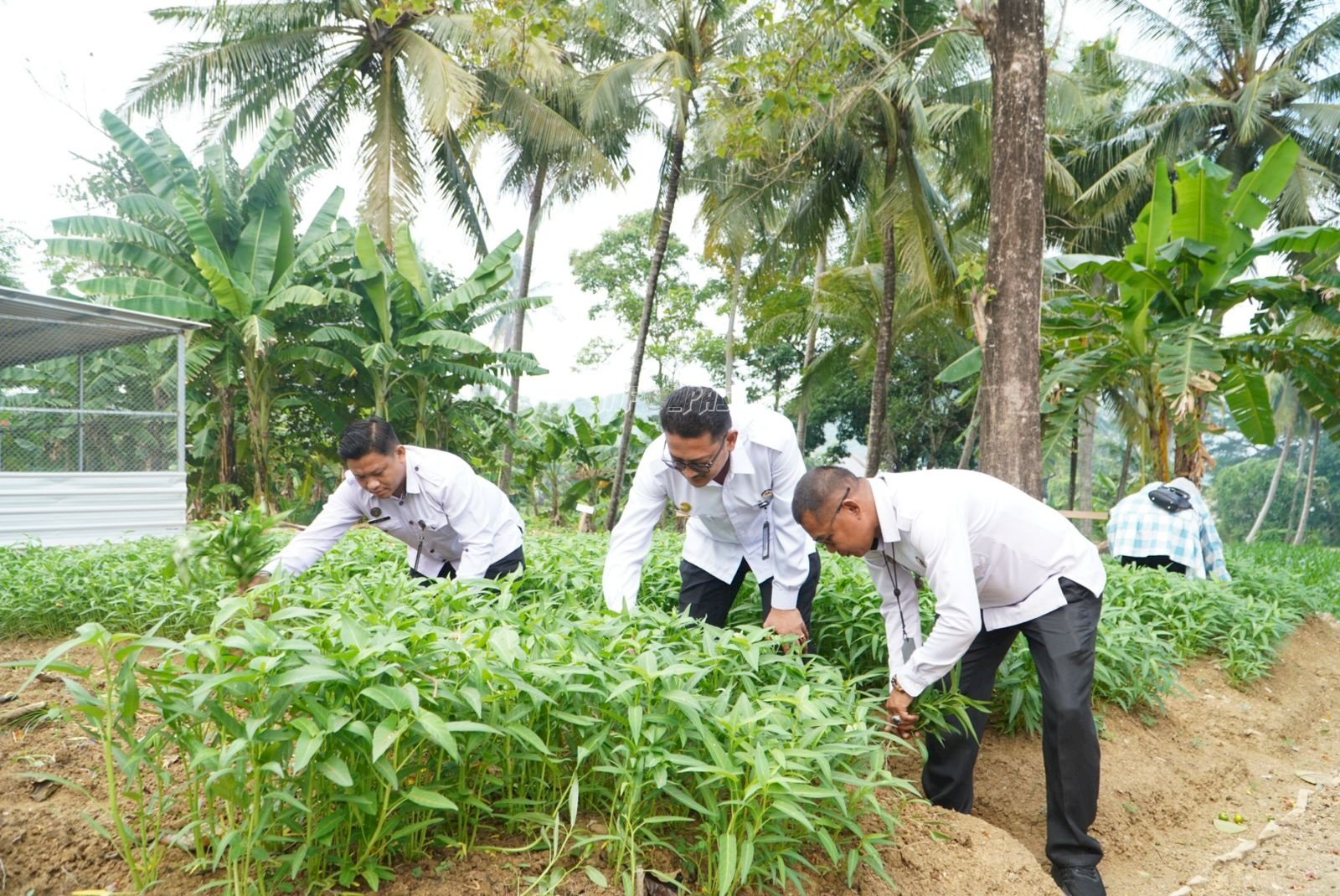 Kakanwil Ditjenpas Sulsel Apresiasi Keberhasilan Panen Rutan Sengkang