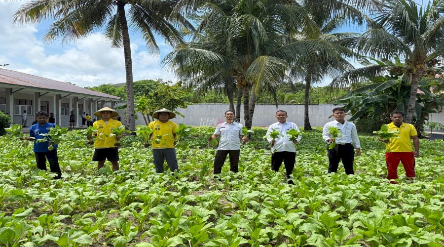 Lagi, Lapas Namlea Sukses Penen 100 Ikat Sawi Hibrida 