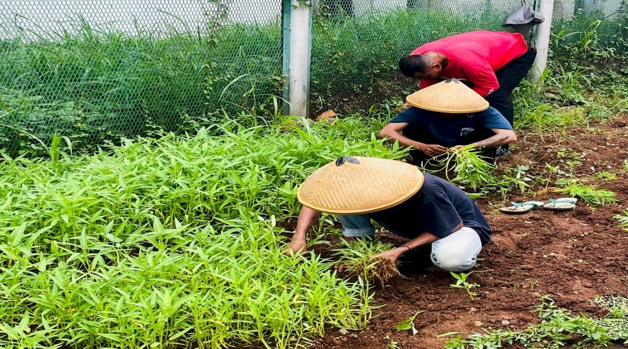 Lapas Cipinang Kembangkan Ketahanan Pangan, Panen Aneka Sayuran Libatkan Peserta Magang 