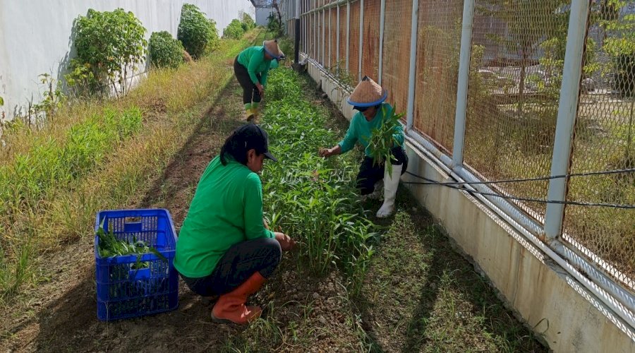 Dukung Ketahanan Pangan, Lapas Perempuan Palu Panen 50 Kg Kangkung