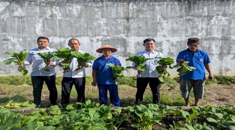 Kontribusi untuk Ketahanan Pangan, Warga Binaan Rutan Poso Panen Sawi Siap Konsumsi