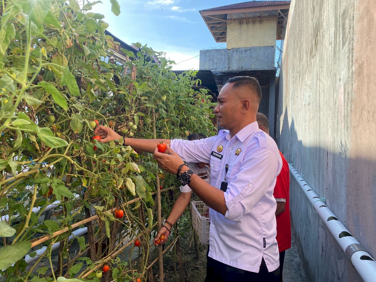 Warga Binaan Lapas Wahai Panen Tomat, Wujudkan Ketahanan Pangan Mandiri