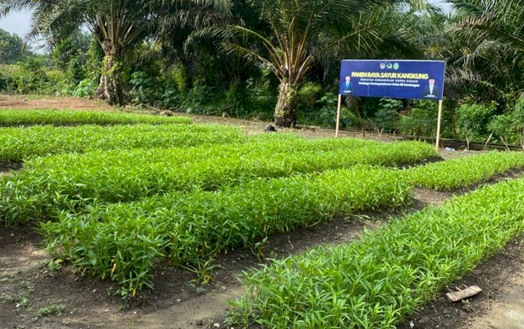 Lapas Sarolangun Latih Warga Binaan Kelola Kebun Semangka dan Kangkung Secara Mandiri