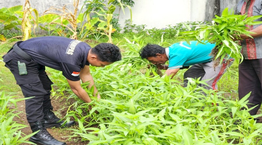 Panen Sayur Kangkung, Lapas Tual Terus Produktif dan Konsisten Dukung Program Ketahanan Pangan