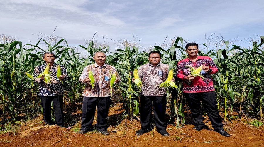 Rutan Pelaihari Panen 826 Kg Jagung Manis Hasil Program Pembinaan Kemandirian