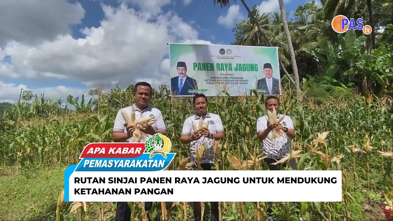 Sinjai Detention Center Holds a Large Corn Harvest to Support Food Security