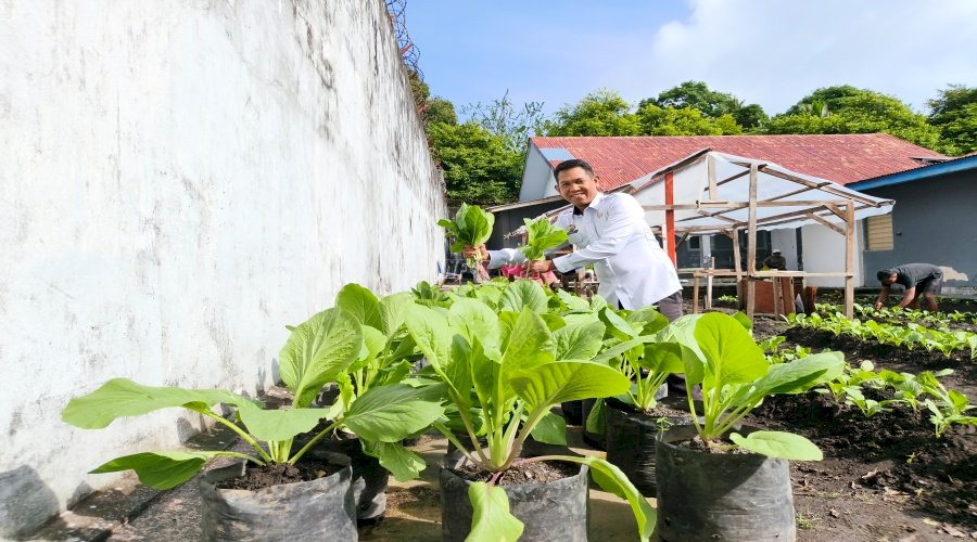 Lapas Bandanaira Panen Sawi Sistem Polybag, Siapkan Bekal Hidup Mandiri untuk Warga Binaan