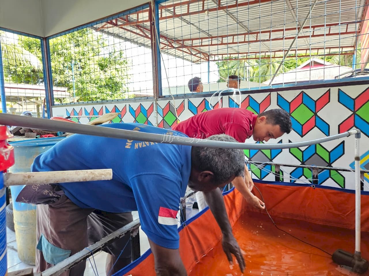 Kembangkan Budidaya Ikan Nila, Lapas Ambon Dorong Kemandirian Warga Binaan