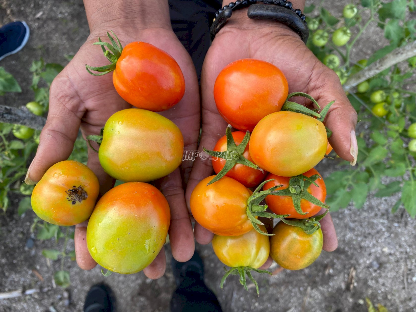 Berkah Desember, Lapas Namlea Panen 55 Kg Tomat dari Program SAE