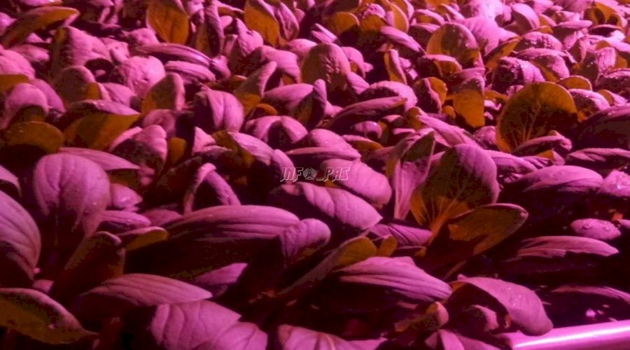 Manfaatkan Lahan Terbatas, Bapas Jambi Panen 40 Kg Pakcoy Hidroponik