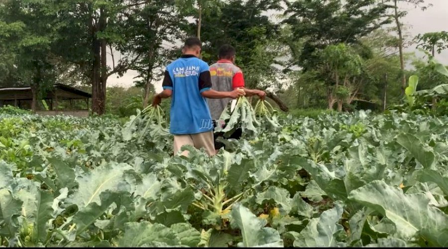 Lapas Atambua Panen 300 Kg Brokoli, Hasil Keahlian Vokasional Warga Binaan