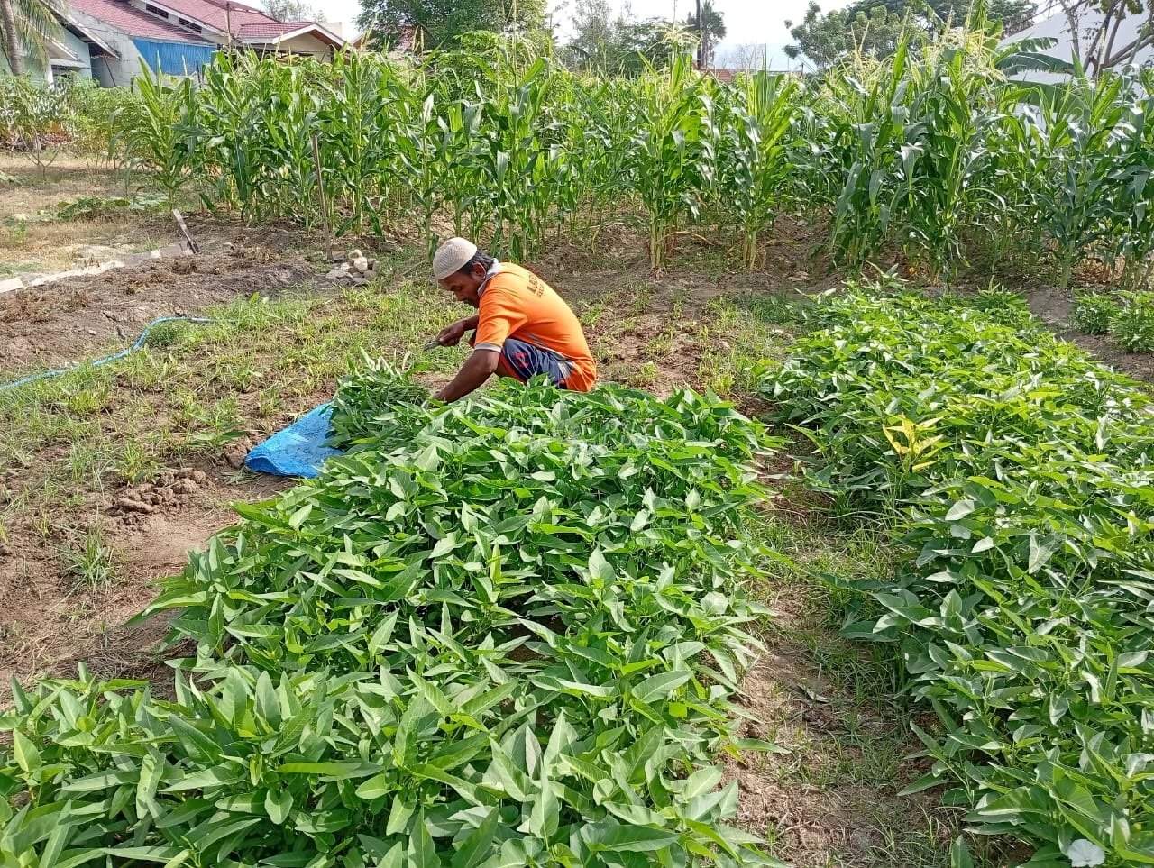 Warga Binaan Lapas Palu Panen 30 Kg Kangkung, Perkuat Program Ketahanan Pangan