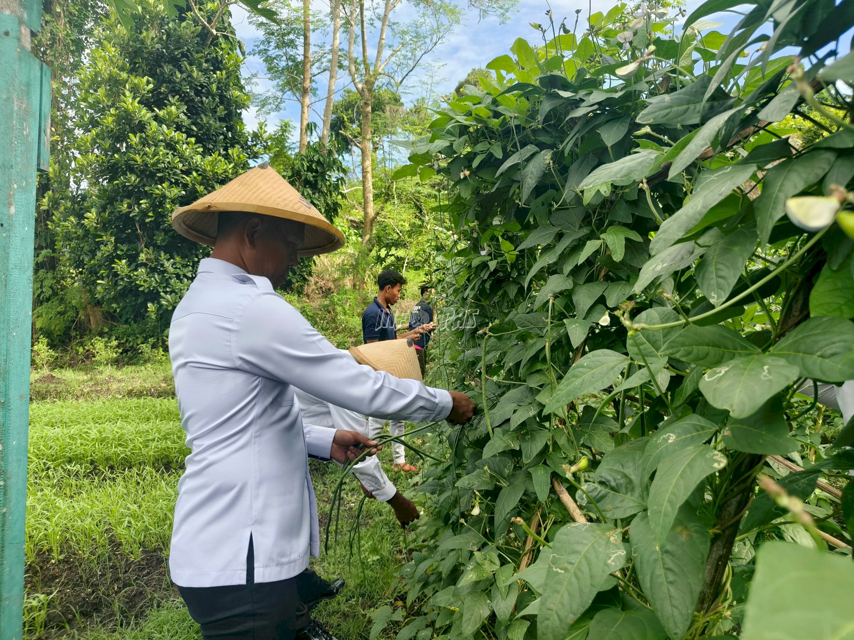 Kolaborasi Pembinaan dan Pemagangan, Lapas Bandanaira Panen Sayur di Lahan SAE